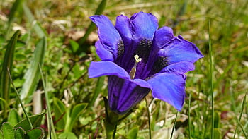 gentians, květiny, fialové květy, okvětní lístky, Fialové lístky, květ, flóra, rostlin, Příroda