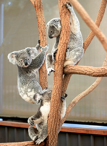 koala bears, brown tree branch, climbing koalas, wildlife sanctuary, tree enclosure, koala climbing, koala bear, tree branch, koalas on tree, koala habitat, koala sanctuary