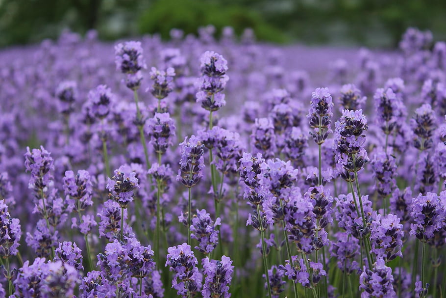 flowers, lavender, field, flower Wallpaper, flower Background, meadow, beautiful Flowers, blossom, bloom, fragrance, purple