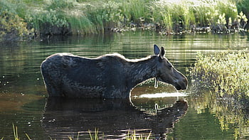 elg, hører efter, alle ører, vådområder, sommer, våd, Advarsel, natur, refleksioner, solrig, sol og sjov