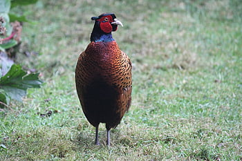 bažant, pták, zobák, peří, muž bažant, Příroda, ptačí, zvíře, tráva, fauna