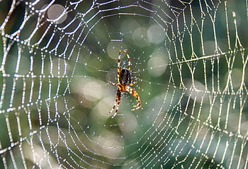 pavouk, pavoučí síť, hmyz, zvíře, Příroda, rosa, zblízka, makro, web