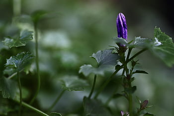 campanula, germoglio, fiore viola, crescere, inizio primavera, fioritura precoce