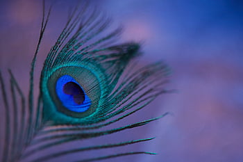 peacock, feather, background, texture, abstract, detail, pattern, exotic, animal, bird, tail