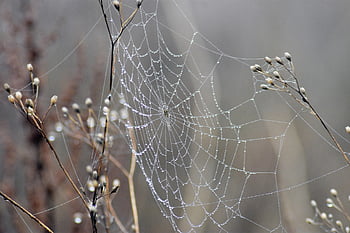spider's Web, spider, network, insect, cobwebs, macro, networks