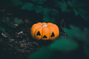 Fotografie selektivního zaměření, Haloweenská dýně, vyřezávané dýně, tajemný les, předvečer Všech svatých, dýňová lucerna, strašidelný, podzim, venkovní, Příroda
