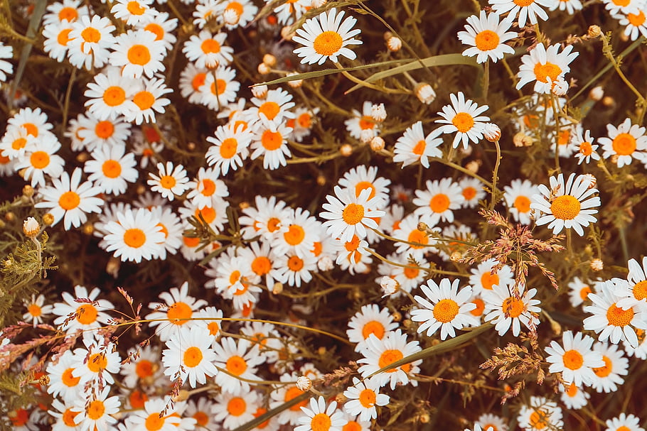 camille, flowers, field, meadow, leucanthemum, botany, yellow, white, bloom, plant, nature