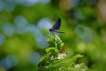 Libelle, Insekt, Makro, Flügel, Libellenflügel, geflügeltes Insekt, odonata, Anisoptera, Entomologie, Fauna, Natur
