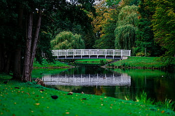 dřevěný most, stromy, Klidný rybník, Svěží zelený park, pohled, Příroda, venkovní, odraz, klid, Bílé zábradlí, zeleň