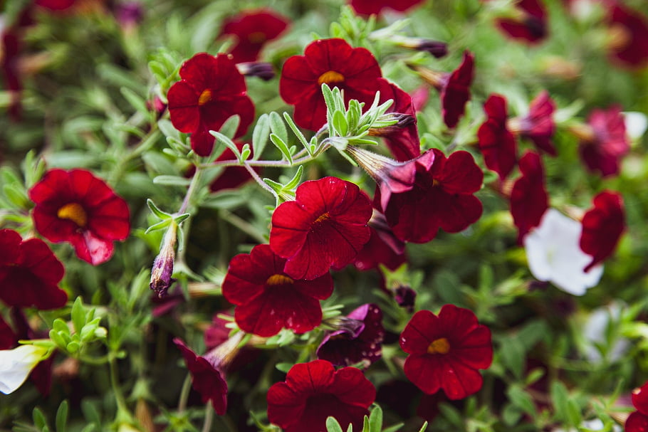květ, okvětní lístky, Příroda, kalibrachoa Parviflora, calibrachoa, hd tapetu, solanaceae, petúnie, červená květina, Červené, zelená