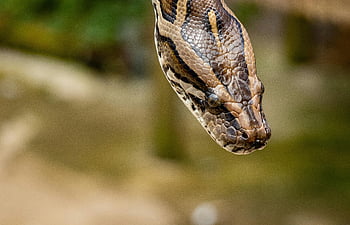 hnědý síťovaný python, makro snímek, složité stupnice, python had, Podrobné vzory, detailní fotografie, plaz, hadí hlava, fotografování divoké zvěře, Příroda, Textury zvířat
