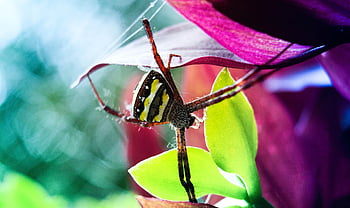 spider, arachnid, spider Web, cobweb, web, orb, weaver, insect, bug, arachnophobia, nature