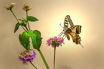 ذيل بشق العالم القديم،  papilio machaon،  حشرة،  أزهار جميلة،  فراشة،  تلقيح،  خلفية زهرة،  حشرة مجنحة،  أجنحة الفراشة،  lepidoptera،  إزهار