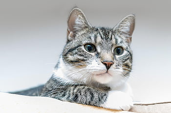 cat, european Shorthair, nature, pet, feline, animal, fur, kitty, domestic, domestic Cat, cat Portrait