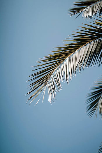 foglie di palma, chiaro cielo blu, estate tropicale, Vista serena, fotografia a foglia, sfondo della natura, scena all'aperto, bellezza naturale, atmosfera estiva, cielo blu, foglie tropicali