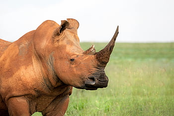 Brown Rhinoceros, white rhinoceros, lush grassland, iconic horn, majestic animal, wildlife photography, African wildlife, rhino conservation, natural habitat, large mammal, horned animal