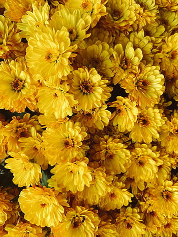 yellow chrysanthemums, cluster of yellow flowers, vibrant yellow flowers, close-up flowers, blooming chrysanthemums, floral beauty, yellow blooms, garden flowers, floral photography, flower cluster, yellow petals
