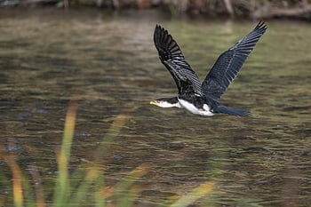 little Pied Cormorant, cormorant, river, bird, microcarbo Melanoleucos, bird Watching, ornithology, water Bird, avian, wildlife, australasian Waterbird