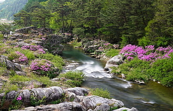 azalea, brook, water, clean, green, moss, mountain, tree, forest, waterfall, valley