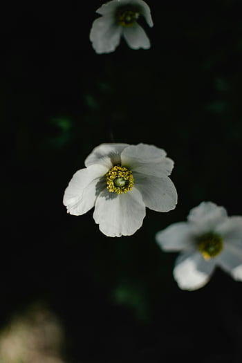 Hvite anemonblomster, nærbilde, delikate kronblad, mørk bakgrunn, blomsterdetaljer, naturfotografering, hvite blomster, Anemone blomstrer, makrofotografering, blomst nærbilde, mørkt bakteppe