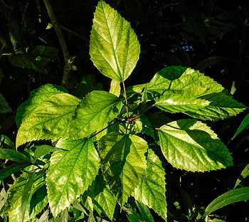 leaves, foliage, sunlight, bush, plant, nature, tree