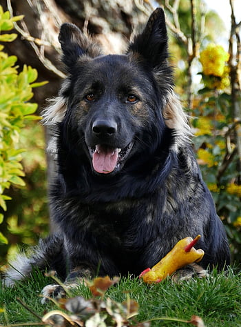 dog, schäfer Dog, nature, canine, pet, domestic, old German, guard Dog, animal, head, friend
