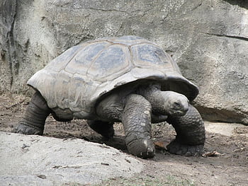 černá želva, stojící želva, velká želva, plaz, volně žijících živočichů, zoo zvíře, skořápka želvy, Želba stanoviště, želva v přírodě, želva chůze, želva zblízka