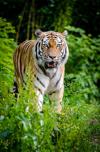 Tiger, Gehen, grüne Pflanzen, tagsüber, heftig, herumtreiben, dichter Dschungel, Streikende Streifen, Tierwelt, Natur, große Katze
