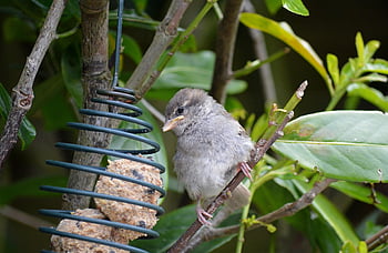 bird, sparrow, house Sparrow, sperling, young, ornithology, wildlife, nature, close Up, plumage, bird Watching