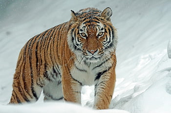 tygr, Zasněžená krajina, zimní přírody, mocný tygr, sebevědomý prowling, sníh, fotografování divoké zvěře, tygr ve sněhu, zimní scény, velká kočka, fotografování přírody