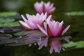 water Lilies, waterlilies, water Lily Plants, pictures Water Lilies, beautiful, beauty, pink, flower, nature, summer, flower Background