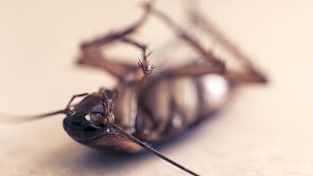 šváb, škůdce, hmyz, mrtvý, orthoptera, špinavý, nehygienický, detailní