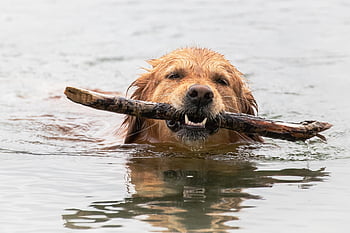 dog, golden Retriever, flow, pet, water, animal, nature, to Bathe, close Up, play Fetch, domestic Animal