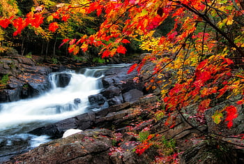 滝、 秋の季節、 紅葉、 岩の多い地形、 オンタリオ、 見事な滝、 鮮やかな色、 自然の風景、 屋外の美しさ、 季節の風景、 カスケード水