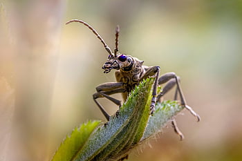 black-spotted Longhorn Beetle, insect, nature, animal, macro, close-up, invertebrate, wildlife, beetle, arthropod, animal Antenna