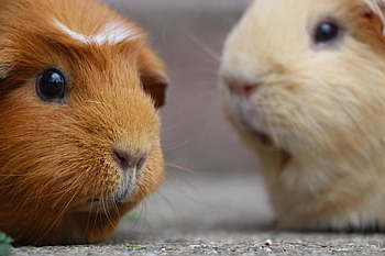 guinea Pig, rodent, mammal, smooth Hair, nature, fur, close Up, wildlife, animal Photography, guinea, brown