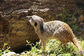 meerkat, djur-, däggdjur, natur, söt, päls, ljuv, små