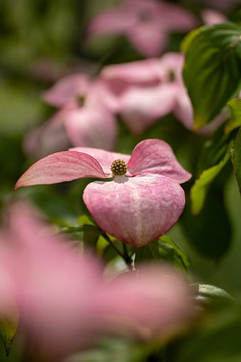 pink Dogwood, dogwood, flowers, flower Wallpaper, leaves, beautiful Flowers, garden, dogwood Tree, pink Flowers, flower Background, blooms