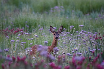 鹿、 野生動物、 自然、 花の背景、 種、 動物相、 牧草地、 哺乳類、 花の壁紙、 花、 美しい花