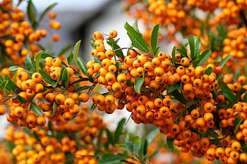 firethorn, berry, orange, shrub, fruit, leaves, plant, pyracantha Angustifolia, bush, nature, ornamental Shrub