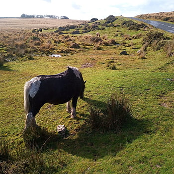 pony, dartmoor, brughiera, devon, paesaggio
