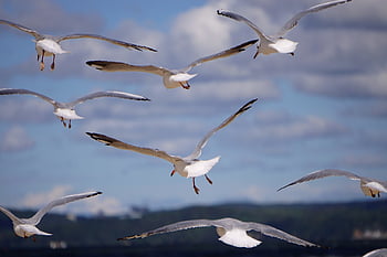 ptáků, racky, létající racky, nebe, mraky, moře, oceán, racek, ornitologie, druh, fauna