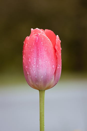 tulip, flower, dew, flower Background, wet, dewdrops, garden Tulip, pink Tulip, pink Flower, beautiful Flowers, petals