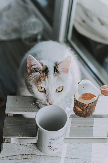 gato branco e marrom, mesa de madeira, Caneca de café, gato fofo, janela, cena interna, fotografia para animais de estimação, atmosfera aconchegante, interação animal e objeto, configuração doméstica, luz natural