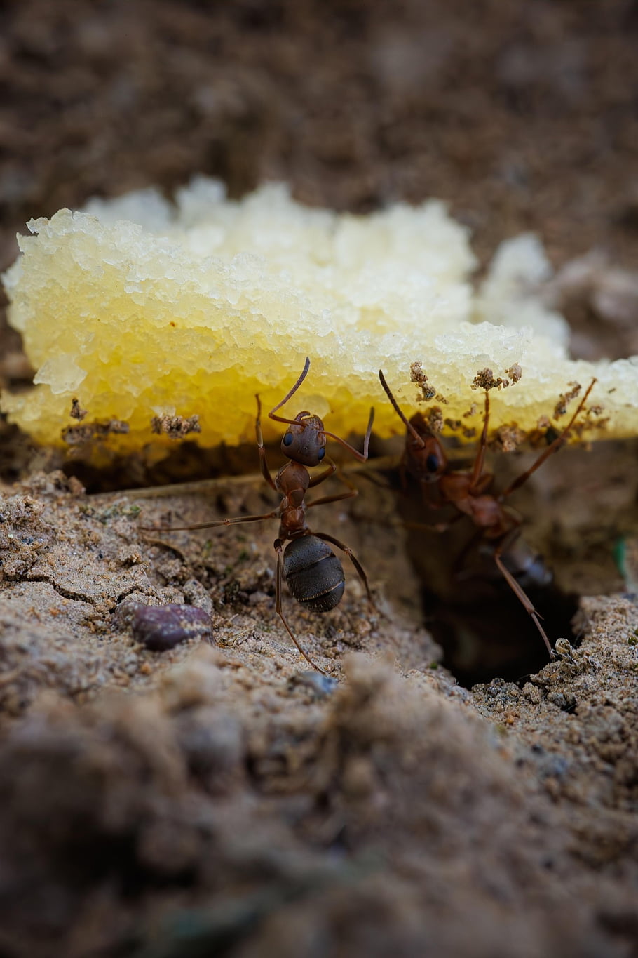ant, insect, hard Working, entomology, macro