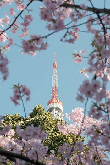 Tokyo Tower, cherry blossoms, sakura tree, observation tower, sunny day, blue sky, blooming sakura, spring season, Tokyo landmark, nature scenery, floral frame