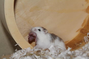 roborowski, křeček, trpasličí křeček, hlodavec, roztomilý, malý, mini