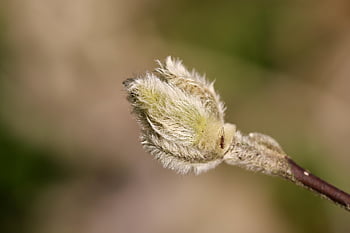 germoglio, magnolia, crescere, crescita, risveglio, ramo, botanica, macro