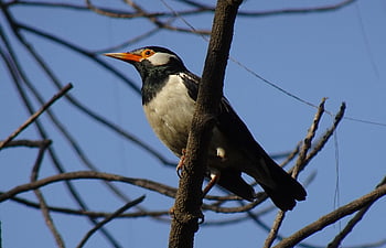 bird, pied Myna, starling, asian Pied Starling, gracupica Contra, nature, fauna, wildlife, india, blue Birds