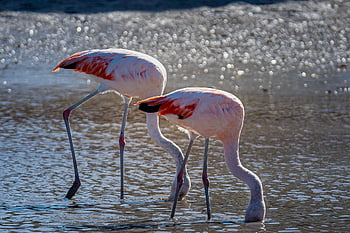 flamingos, flamingos Eating, ornithology, bird Watching, wildlife, water Bird, wader, plumage